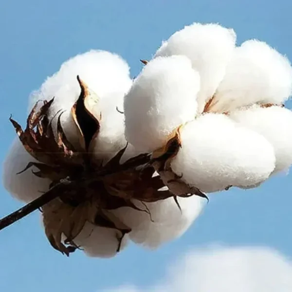 nueva camiseta cbum 6peat